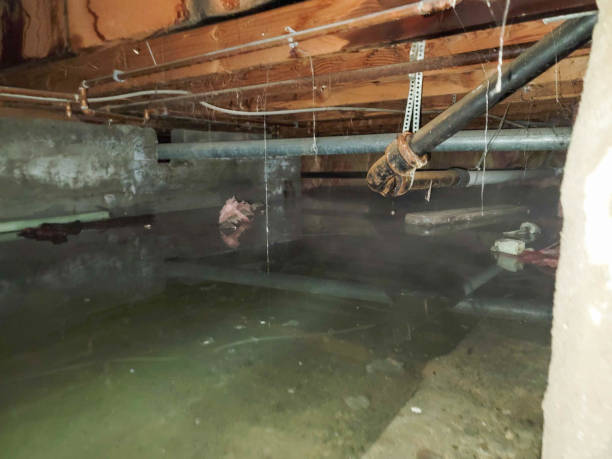 Best Flood restoration services  in Plain City, OH